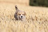 CORGI PEMBROKE 070